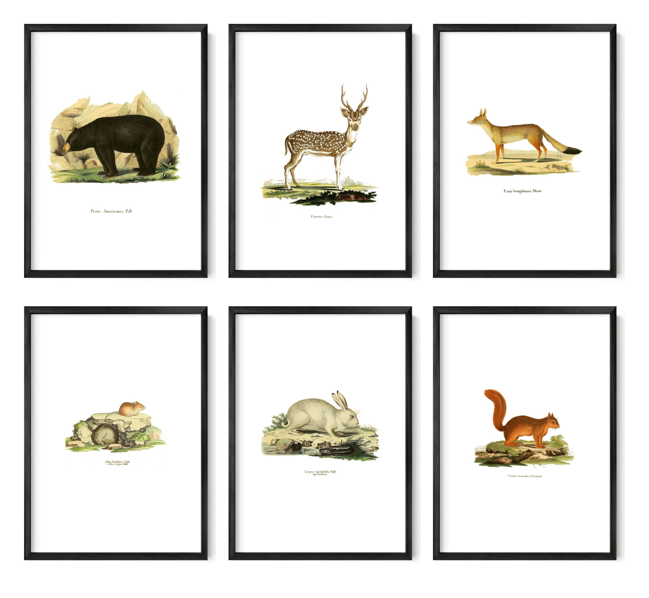 Animals in black and white【ヴィンテージ・木版画集】 ANIMALS：1419