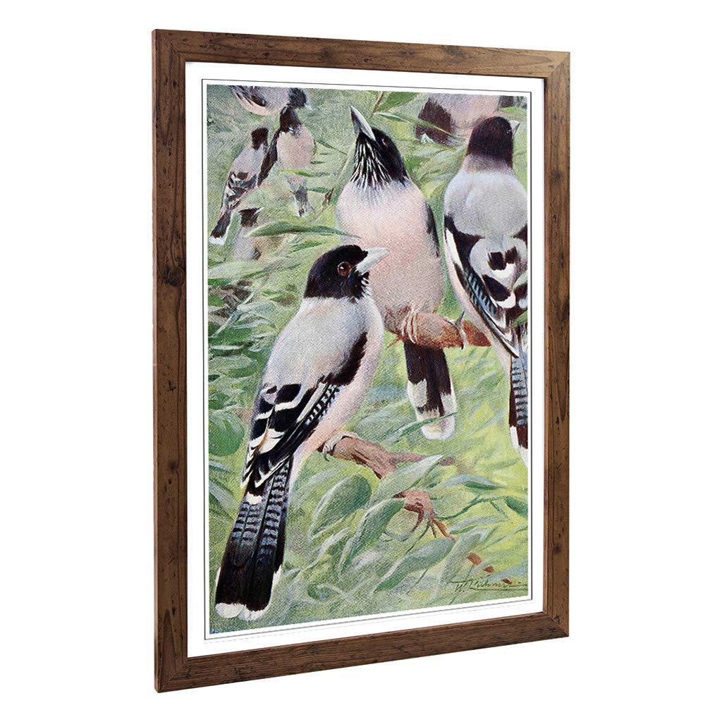 Big Box Art Framed Print of Vintage W Kuhnert Lanceolated Jay Design | Wall Art Picture | Home Decor for Kitchen, Living Room, Bedroom, Hallway, Walnut, A2 / 24.5x18 Inch / 62x45cm