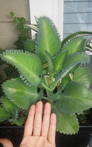 1 Plántula con Raíces de Planta de Sombrero Mexicano, Kalanchoe