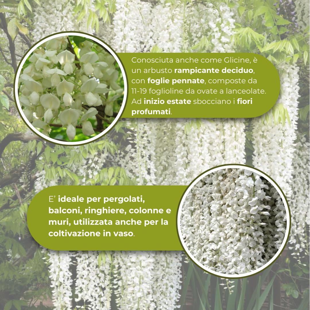 Vivaio Garden Forest Wisteria Floribunda “Longissima Alba”, Glicine Bianco, Pianta Rampicante Fiori, Fiori profumati, Pergolati, Balconi, Coltivazione in vaso, Pianta vera