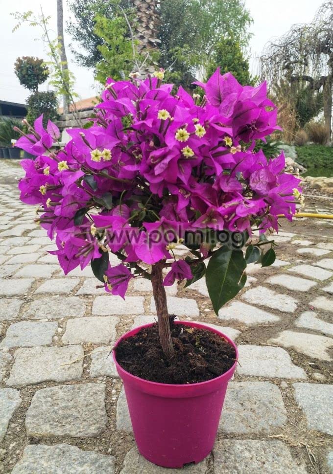 GLOBALPLANTS HIGHBRIDE BOUGAINVILLEA FLOWER PLANTS (B0B37LXPGB) Amazon Price History, Amazon Price Tracker