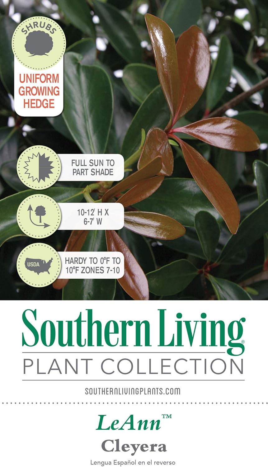 Leann Cleyera (3 Gallon) Medium-Sized Evergreen Shrub with Glossy Foliage - Full Sun to Part Shade Live Outdoor Plant - Southern Living Plants