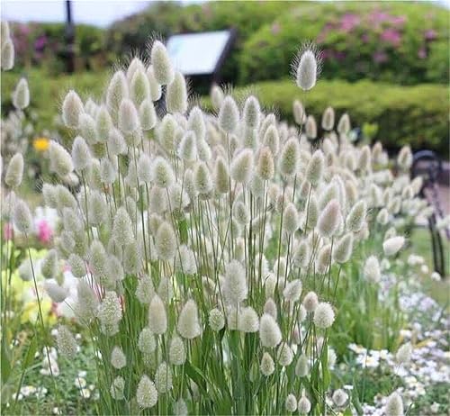 Semillas de flores raras Lagurus Ovatus Ornamental Grass Bunny Tails Anual 100 Semillas