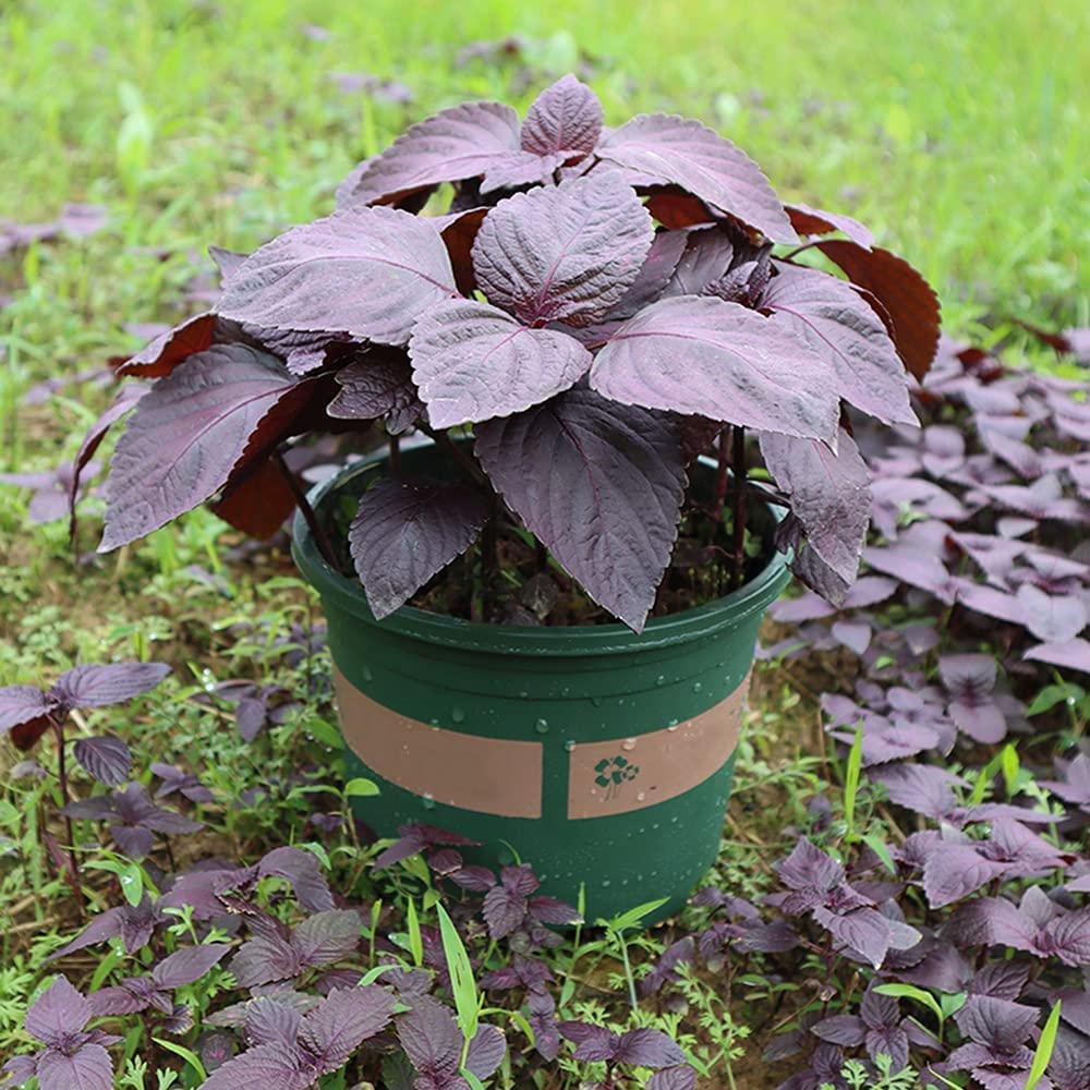 200pcs Purple Perilla seeds Terrace Courtyard Plant Strong Adaptability Heirloom Eye Catching Wide Range of Use Landscape Design