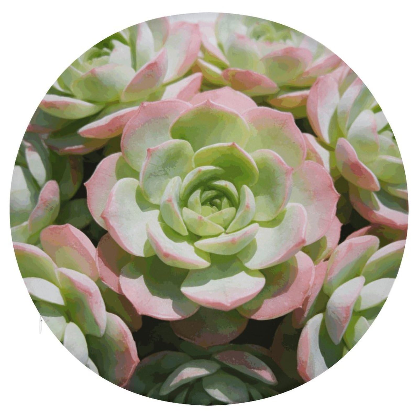 Cojín de plantas suculentas para sillas de cocina y suelo en el hogar moderno