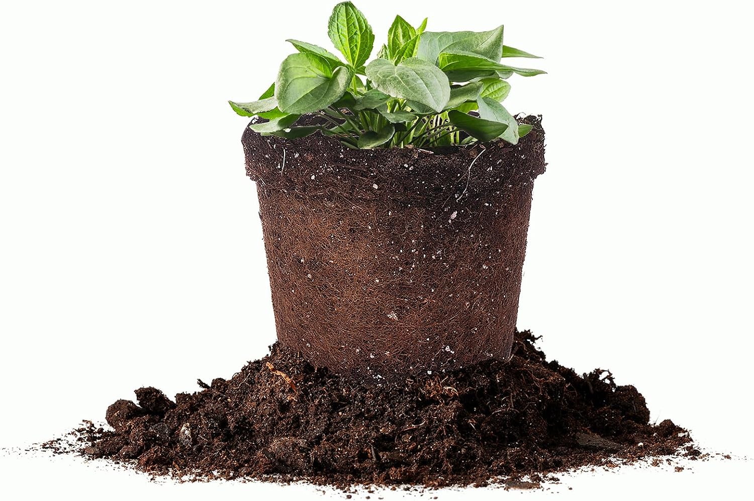Perfect Plants Goldsturm Rudbeckia 1 Gallon | Black Eyed Susan Perennial with Bright Yellow Blooms