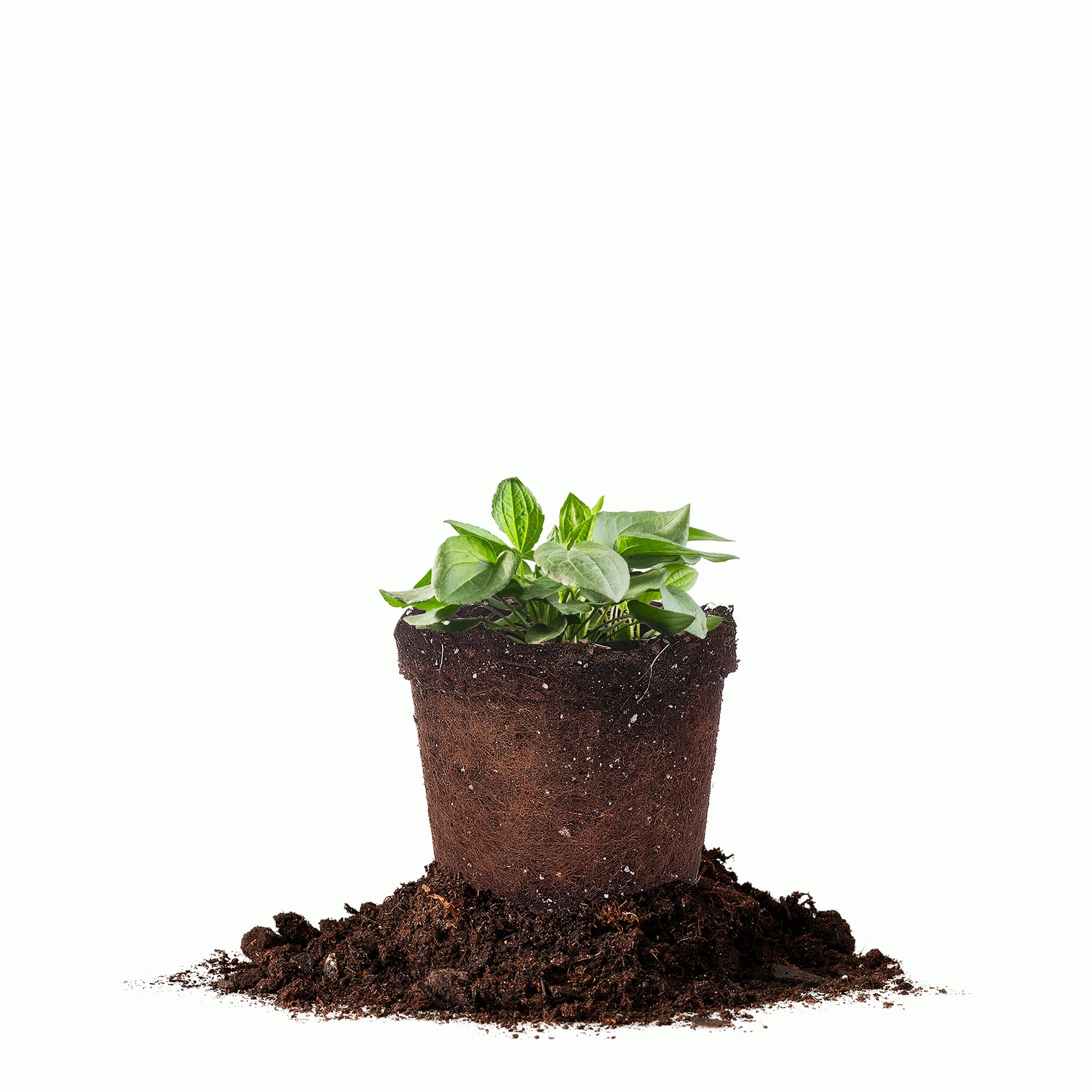 Perfect Plants Goldsturm Rudbeckia