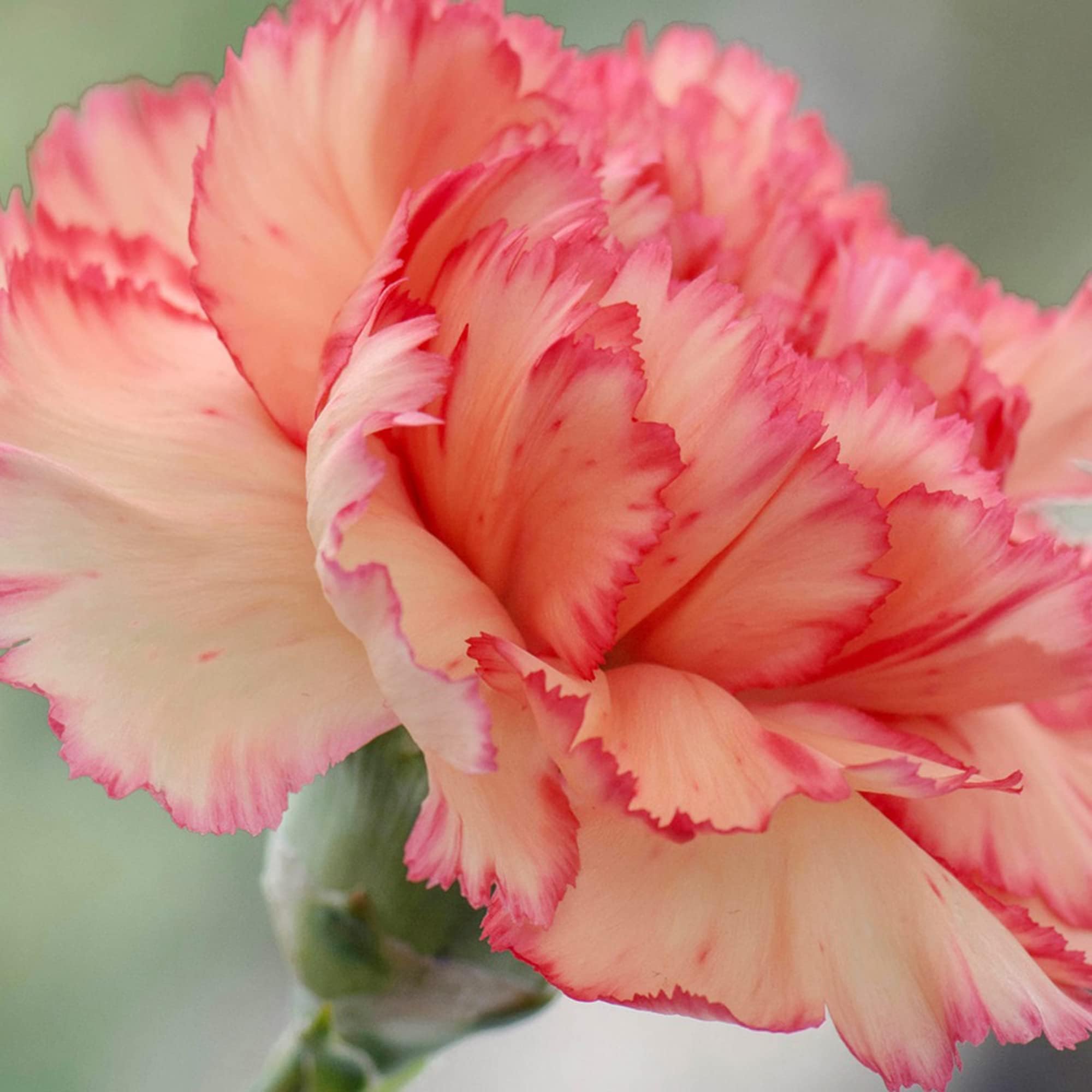Amazon.com : Carnation Seeds Perennial Ornamental Flowering Plant ...