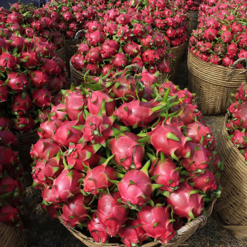 500 Pcs Drachenfrucht Samen Bonsai Samen, Topfpflanzen Drauen Winterhart  Pitaya Drachenfrucht Frisches Obst Deko Wohnzimmer Baum Deko Obst,  Nachhaltige Geschenke Pflanzen Anzucht Zimmerpflanzen : Amazon.de: Garten