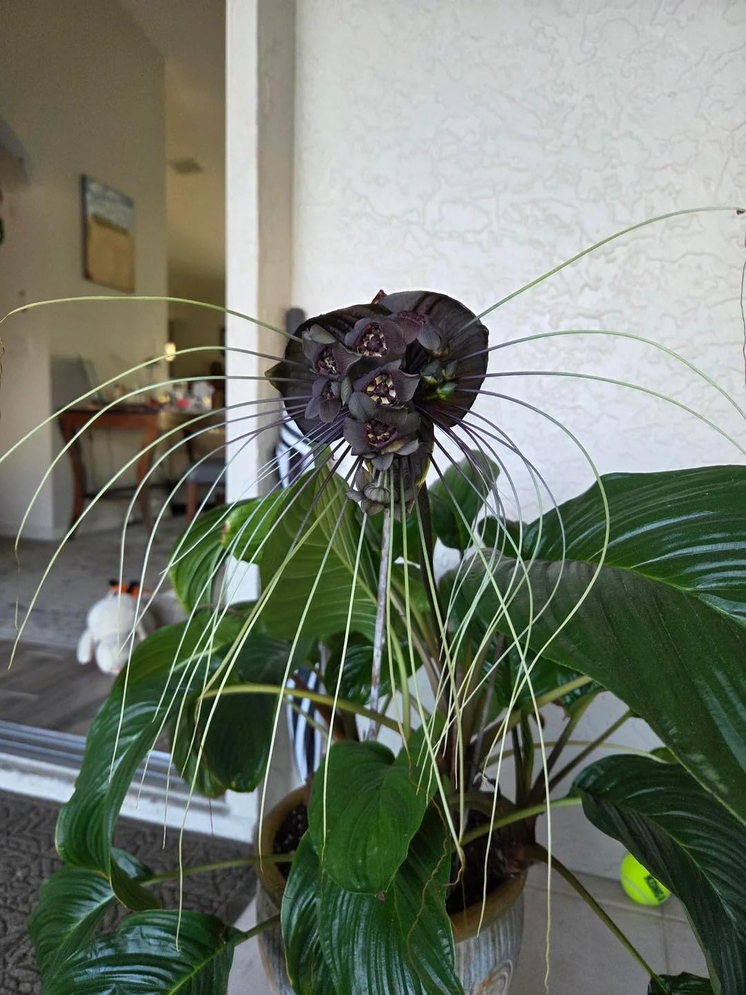 Neethu's Mart | Black Bat Flower Plant | Tacca Chantrieri Black | Devil Flower | Cat Whiskers | Pack of 1 Healthy Live Plant-image-7