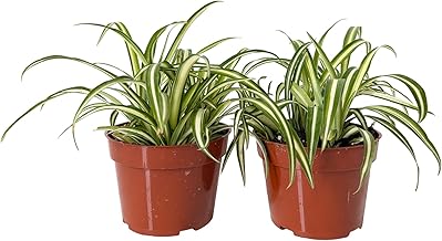 Easy to Grow Spider Plant Variegated - 2 Potted Houseplants in Grower Pots, Indoor Outdoor Low Maintenance