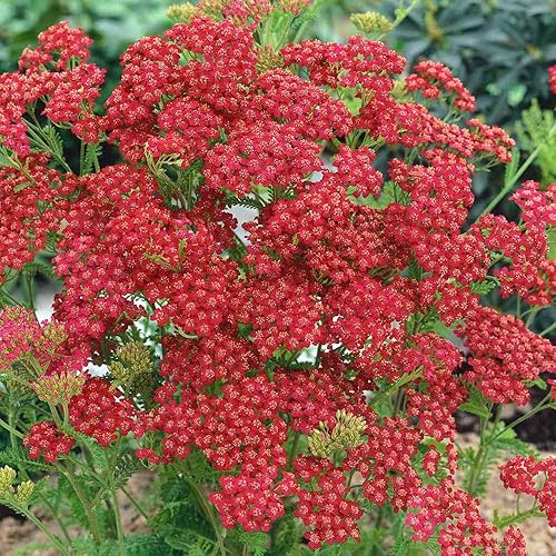 Miniatura 4 de Outsidepride Flores perennes de milenrama de milenrama de cereza Queen cortadas de jardín que atraen mariposas - 5000 semillas