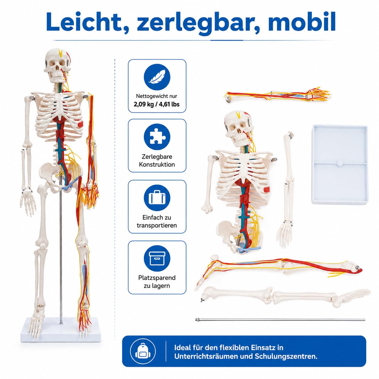 Modello scheletrico anatomico umano con cuore e vasi sanguigni