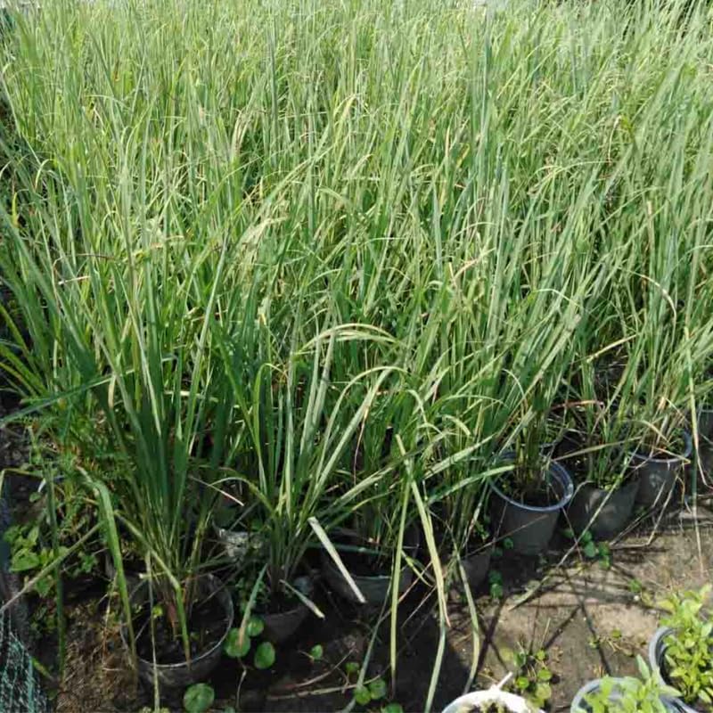 No CA, Combo 5 Lemongrass Plants Live in Gallon Pot, 1 Ft Tall, Large Potted Lemongrass Plants, Live Lemon Grass Citronella Plant, Fragrant Lemon Grass for Planting