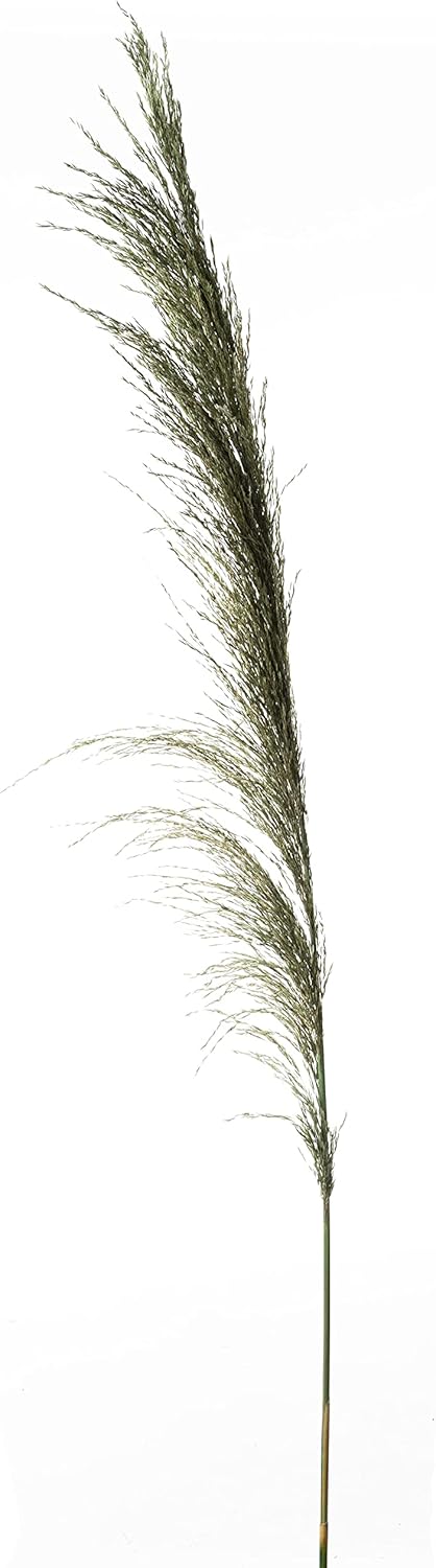 Pack of 6 Smooth Dried Green Pampas Grass - 60 Inch Tall Greenery Décor Grass for Hotel, Restaurants, Home Decoration, Real Dried Grass Outdoor Indoor Home Décor Accessories