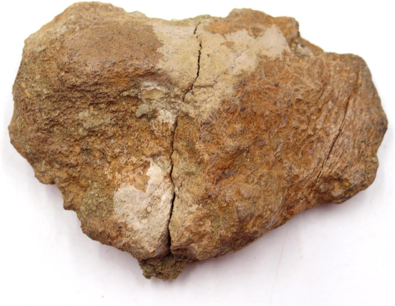 Triceratops Dinosaur Frill (Headplate) Real Fossil 66 Mil Years Old #18282