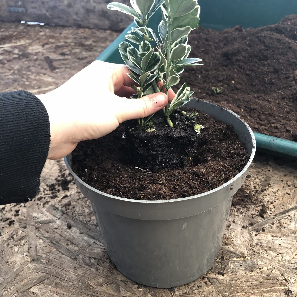 Brookside Nursery Recycled Taupe-Grey 3Ltr Plastic Plant Pots (10)