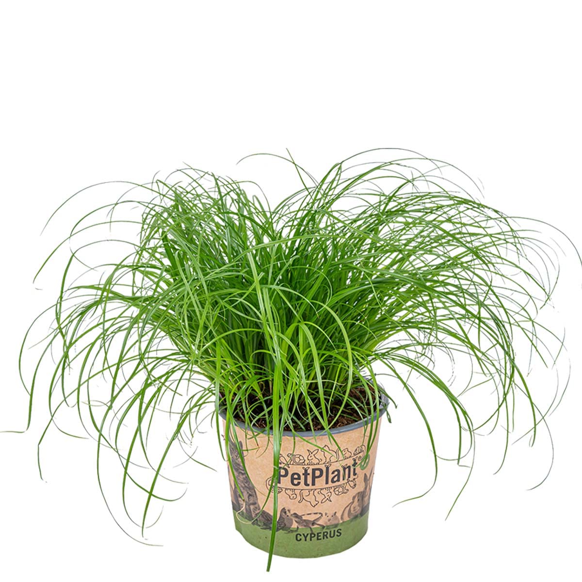 Bloomique - Cyperus Zumula - Katzengras Fertig Gewachsen - Zimmerpflanzen - Pflegeleicht - Haustierfreundlich - Höhe 20-30 cm - Topf 12 cm