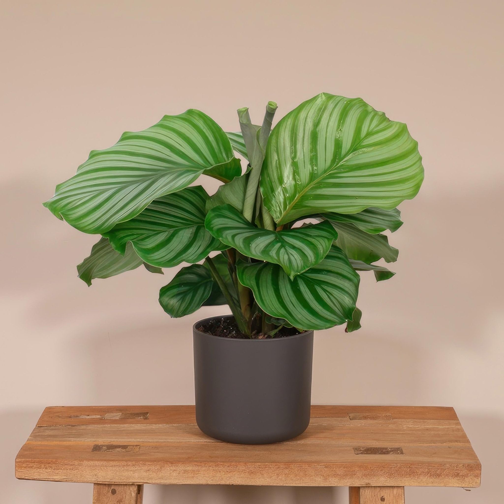 La Green Touch - Calathea Orbifolia - Plante d'intérieur - Pot 17cm, Hauteur 60 cm