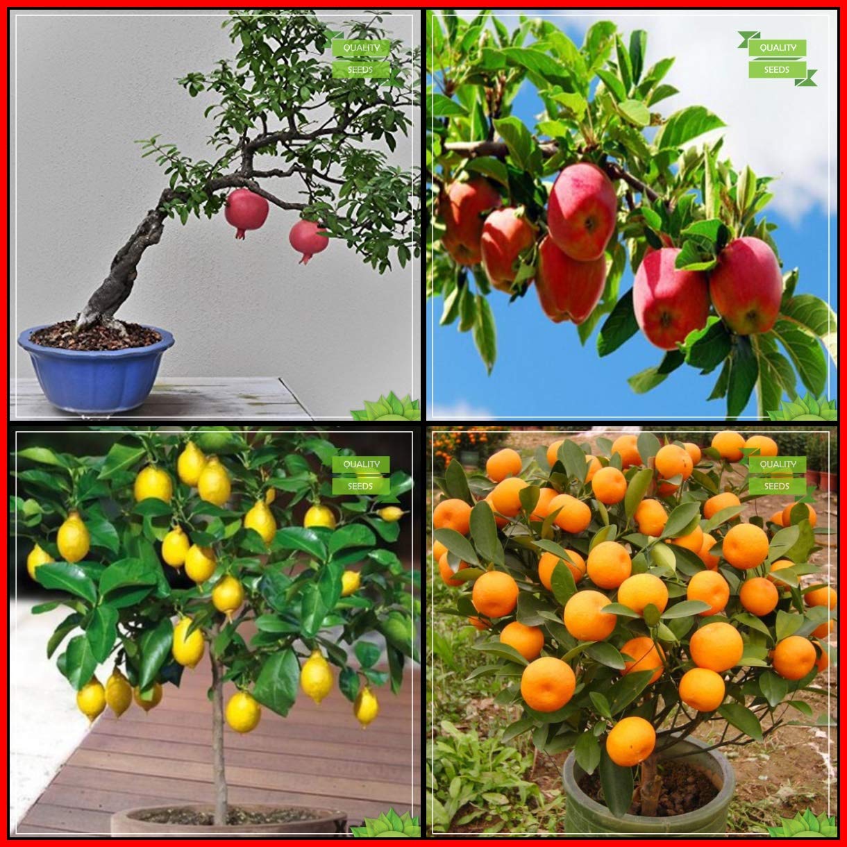 Creative Farmer Planting Seeds Combo Fruit Bonsai Suitable : Pomagranate, Apple, Lemon Seeds, Orange Fruit Bonsai SuitableKitchen Garden Pack (B07HV27SQD) Amazon Price History, Amazon Price Tracker