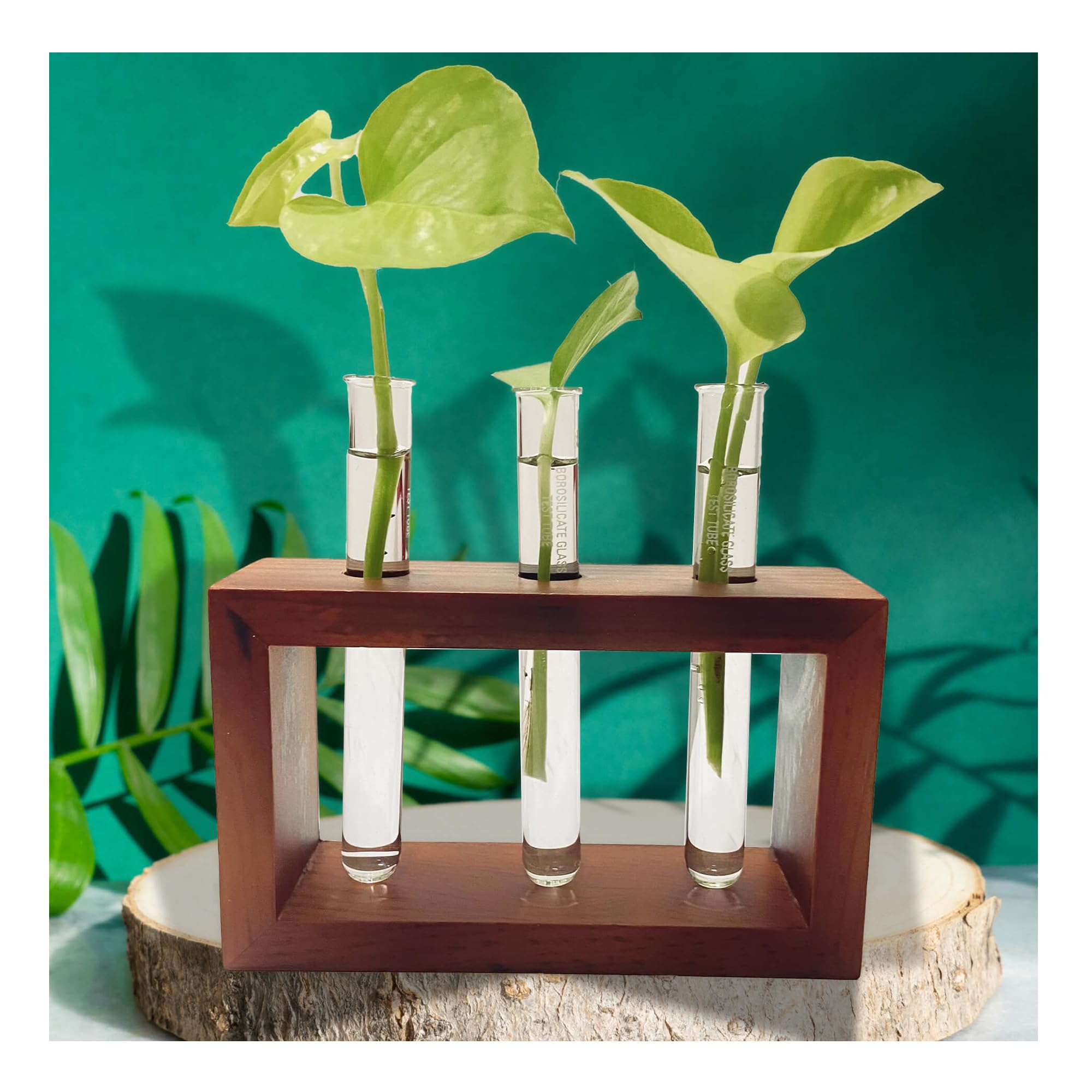 Bombay Greens ; Sow, grow, eat, repeat Test Tube Oval Planter Home Decor | Wooden Plant Stand Living Room | Money Plant Propagation | Planter Office | Planter With Test Tube And Wooden Stand (B0CL4YR85Z) Amazon Price History, Amazon Price Tracker