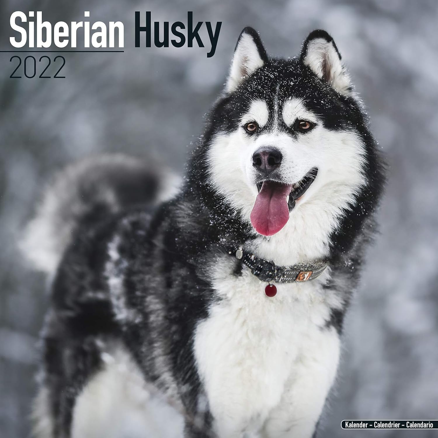 Calendrier 2023 Husky Siberian Husky Calendar 2022 | Square Dog Breed Husky Wall Calendar | 16  Month | With Free Organisational Stickers : Amazon.co.uk: Stationery &  Office Supplies