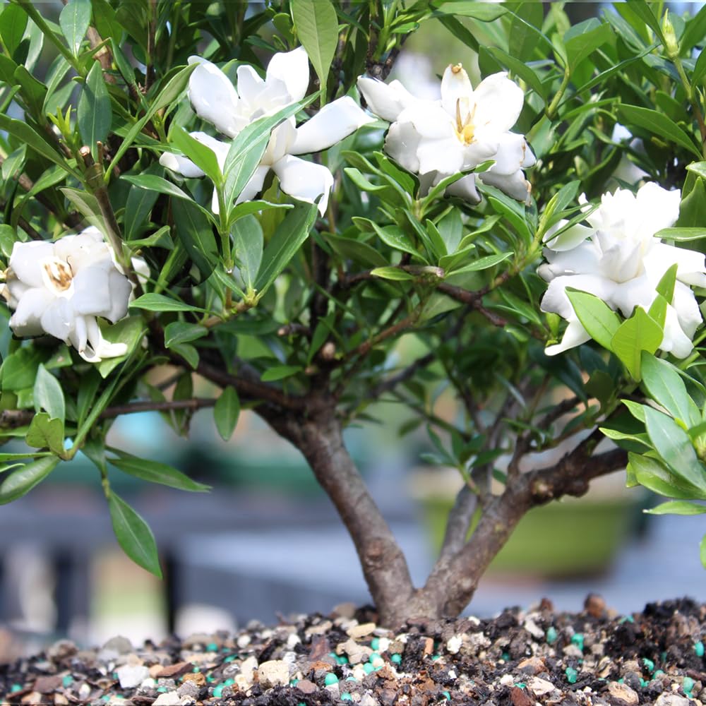 mini bonsai pots Artificial : bonsai in Different Colored Leaves buy online plants and trees  at pixies Gardens