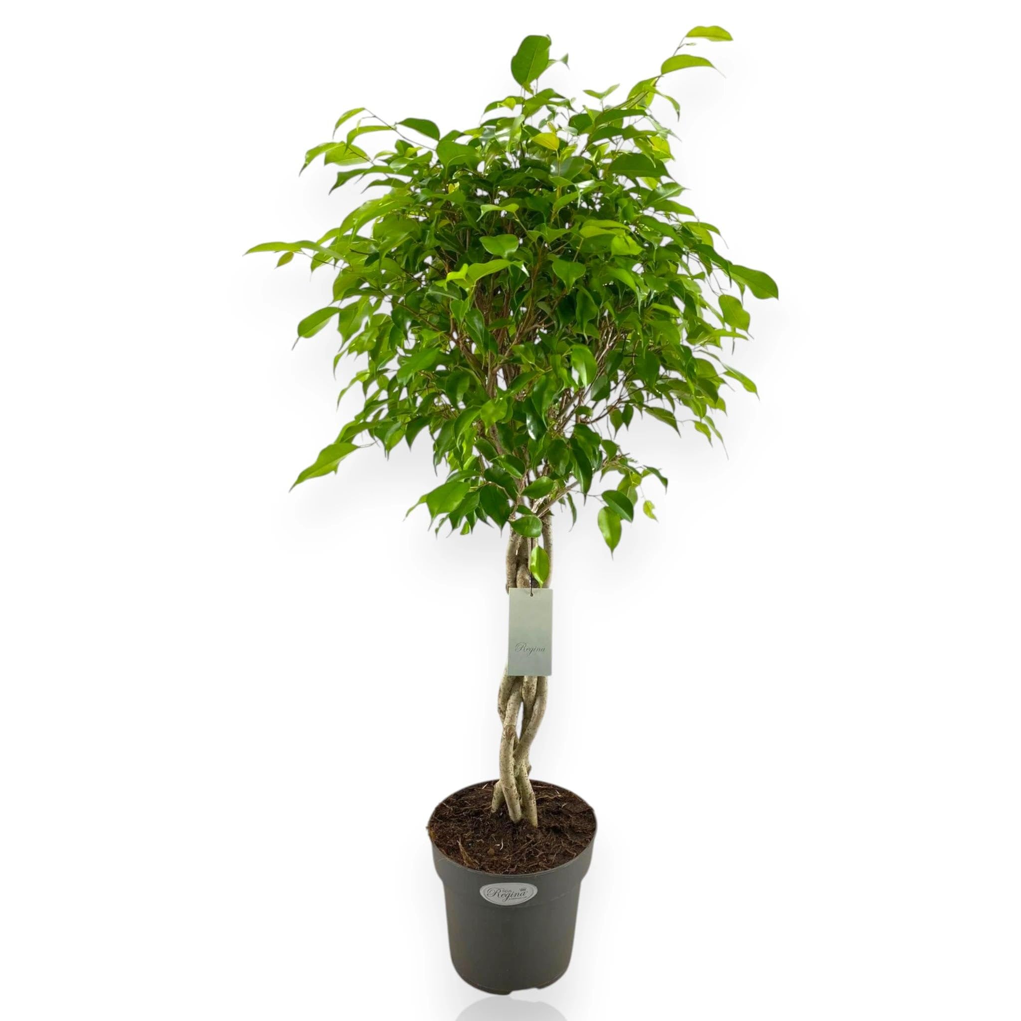 Ficus benjamina 'Exotica' Pianta da Interno, Colore Bianco e Verde, Altezza 140 cm, Vaso 27