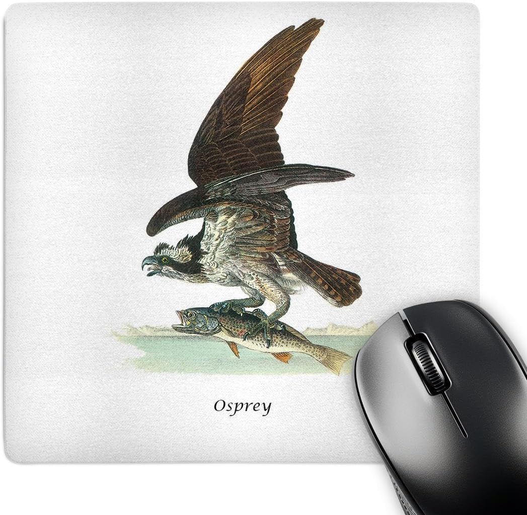 3Drose LLC 8 X 8 X 0.25 Inches Mouse Pad, Osprey by John James Audubon (Mp_114072_1)