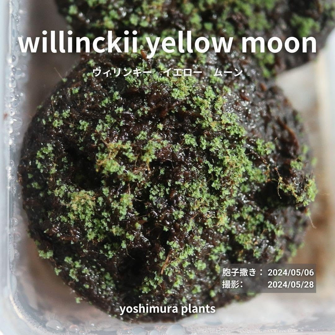 Amazon.co.jp: 胞子 willinckii yellow moon ビカクシダ : 食品・飲料
