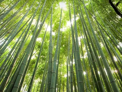 Giant Timber Bamboo Seeds For Planting | Exotic And Fast Growing | Ships From Iowa, Usa | Landscaping, Privacy, Indoor Or Outdoor (Giant Bamboo) (500 Seeds) #TOP2
