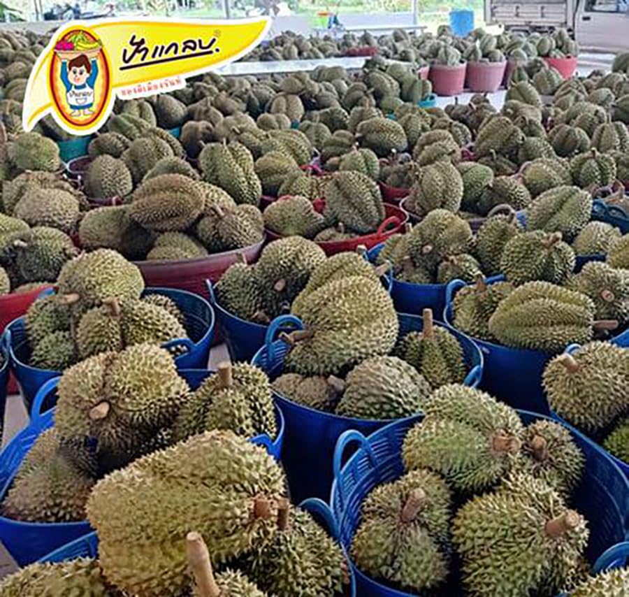 500g. My Chan Vegan Fried Durian Chip Delicious Small Piece Crispy Set 8 Pcs No0917891915 By Beautygoodshop [Get Free For You Beauty Gifts]