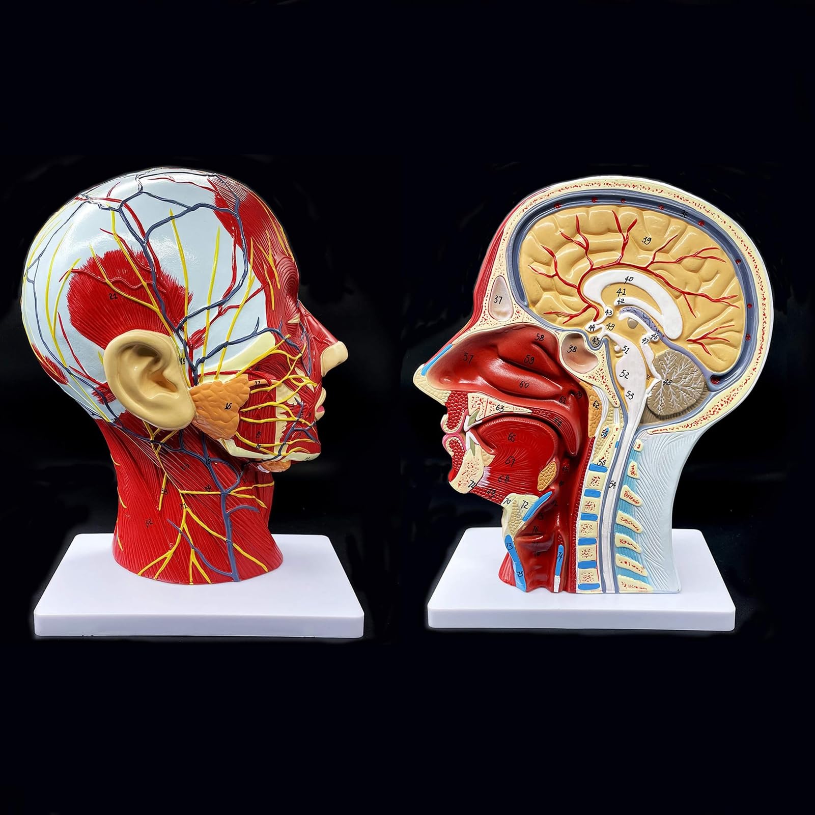 YNIYUJKL Neurovascular Anatomical Model With Blood Vessels And Detailed Muscle Structure For Medical Science Education