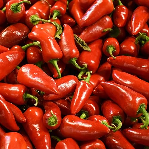Pepper Joe's Semillas de pimiento dulce de jalapeño - Paquete de 10 semillas de pimiento jalapeño rojo dulce - Cultivadas en Estados Unidos -