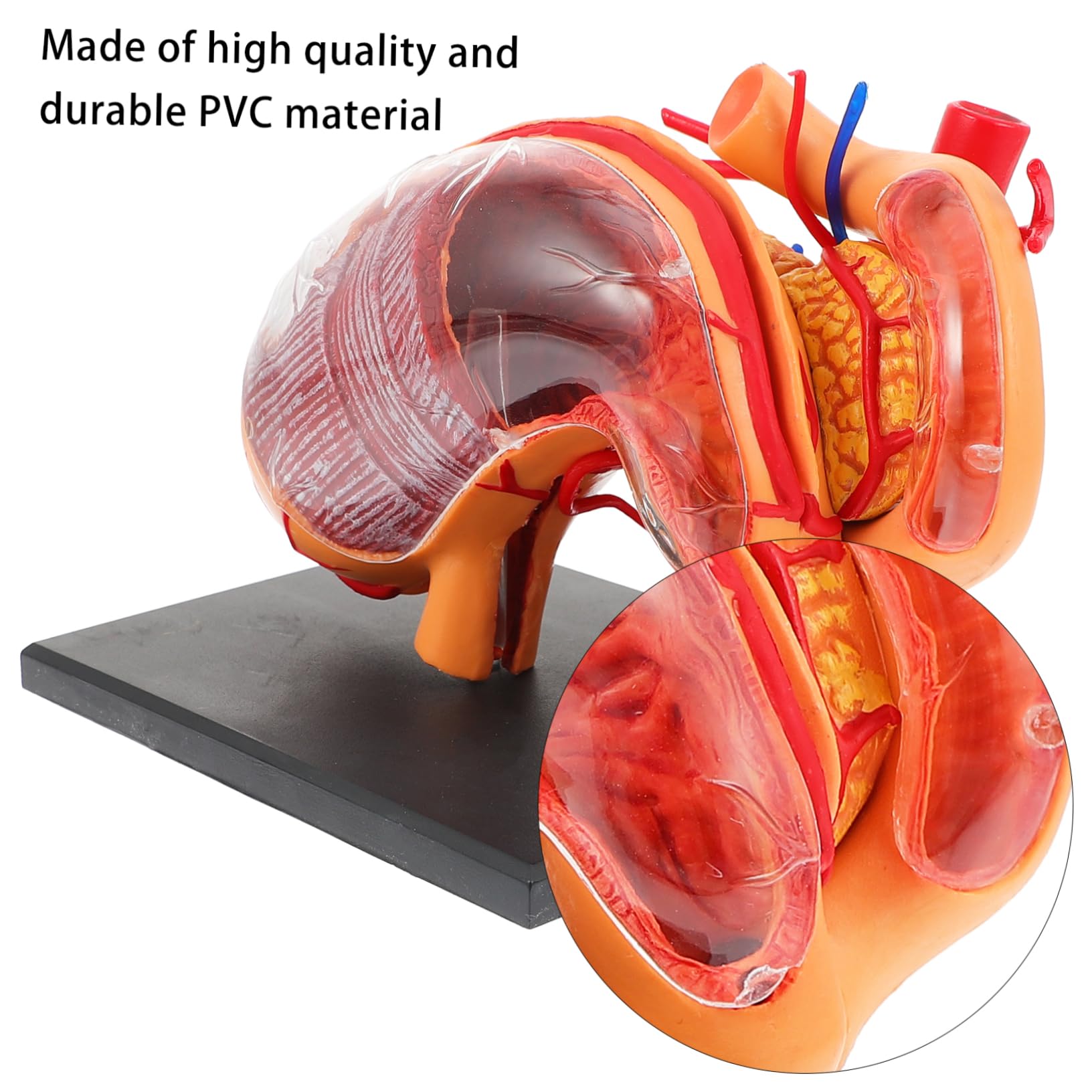 Alipis 1pezzi Modello Anatomico Stomaco in Strumento Didattico Per Materiale Per Insegnamento Biologico Per Dimostrazione Scolastica