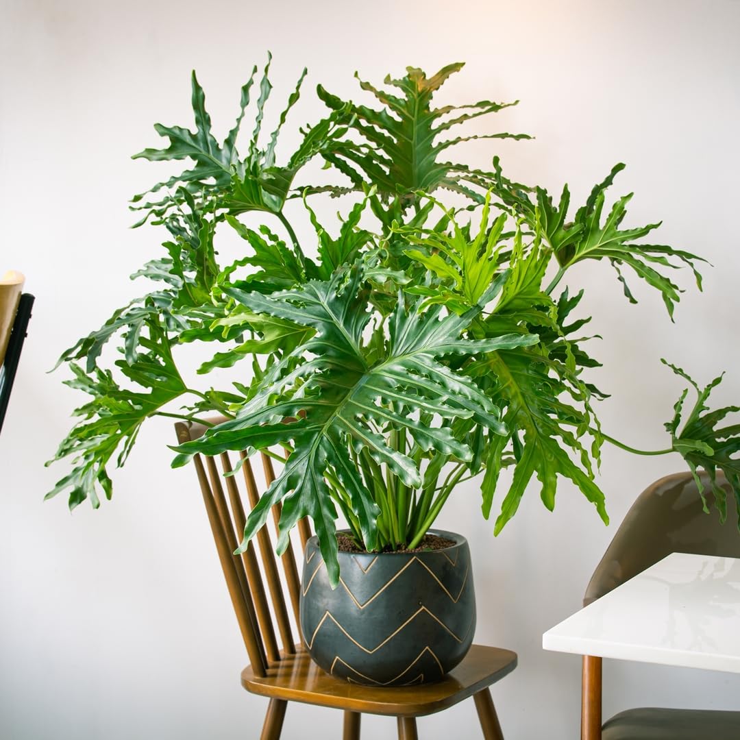 Philodendron Selloum Decorative Foliage Plant | Air Purifying Home Decor Plant Pack of 1-image-4
