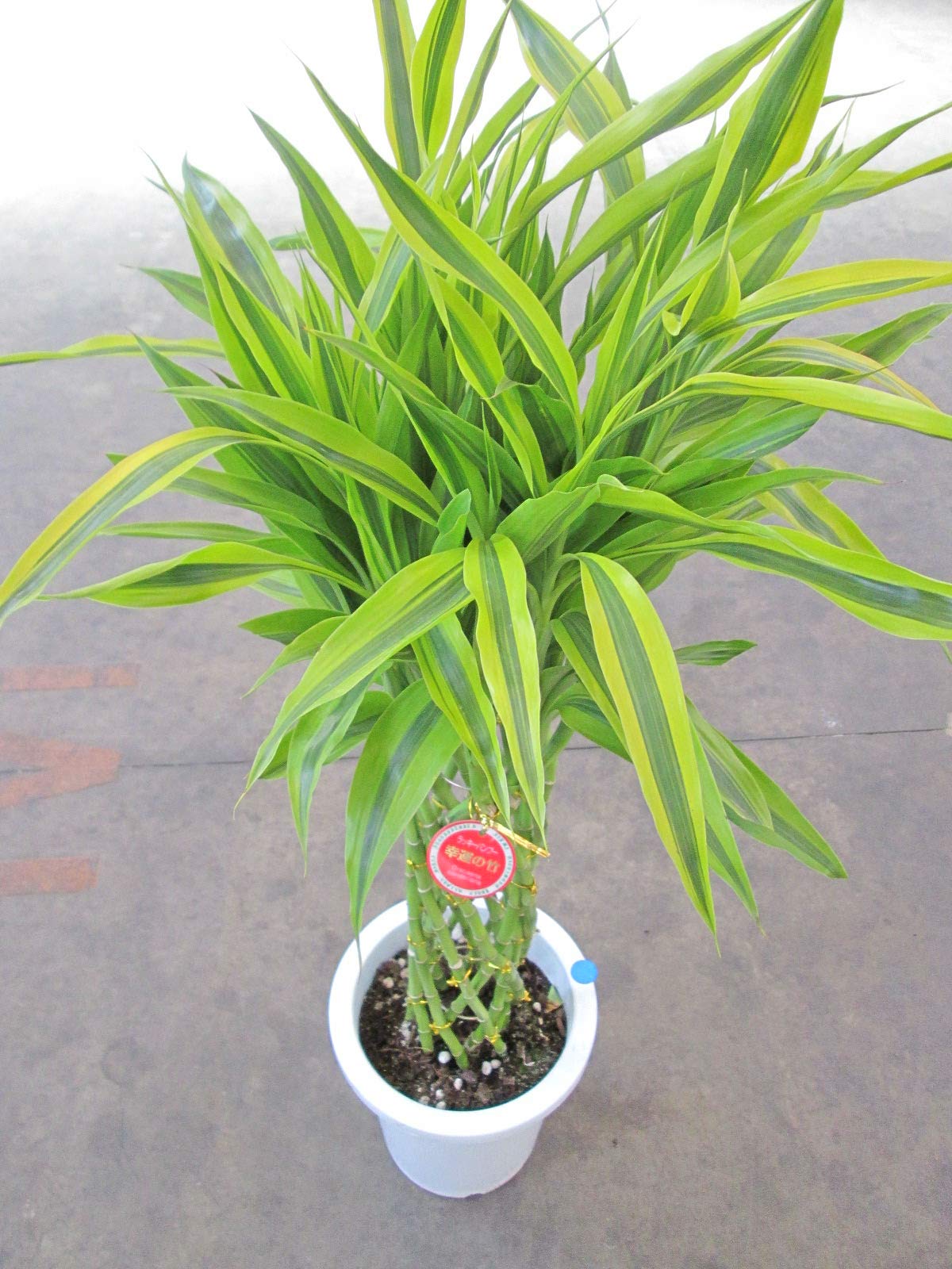 Swarovski ミリオンバンブー Amazon｜生花【ミリオンバンブー 約60cm