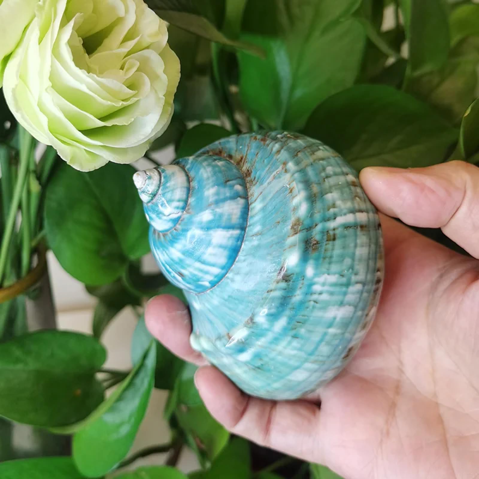 Conchiglie per decorazione, 1 pezzo naturale grande gusci di granchio eremita vera fascia verde blu collezione costiera decorazione per la casa accento e riempitivo vaso stile A