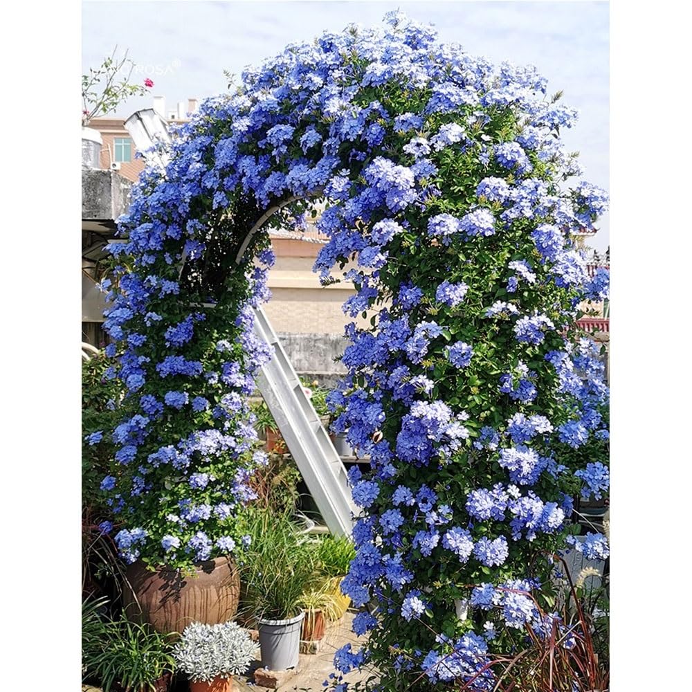 Rosenbogen Garten Metall 220/230cm mit Sockel Outdoor Hochzeit Dekor Weiß Metall Laube für Jubiläum Brautdusche Gartenparty 350 * 220 cm Größe