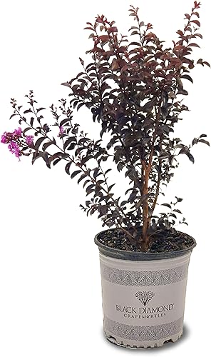 Vista 2 de American Plant Exchange Black Diamond Shell Pink Crape Myrtle Tree Live, maceta de 1 galón, 1-1.5 pies de alto, flores rosas vibrantes, tolerantes a