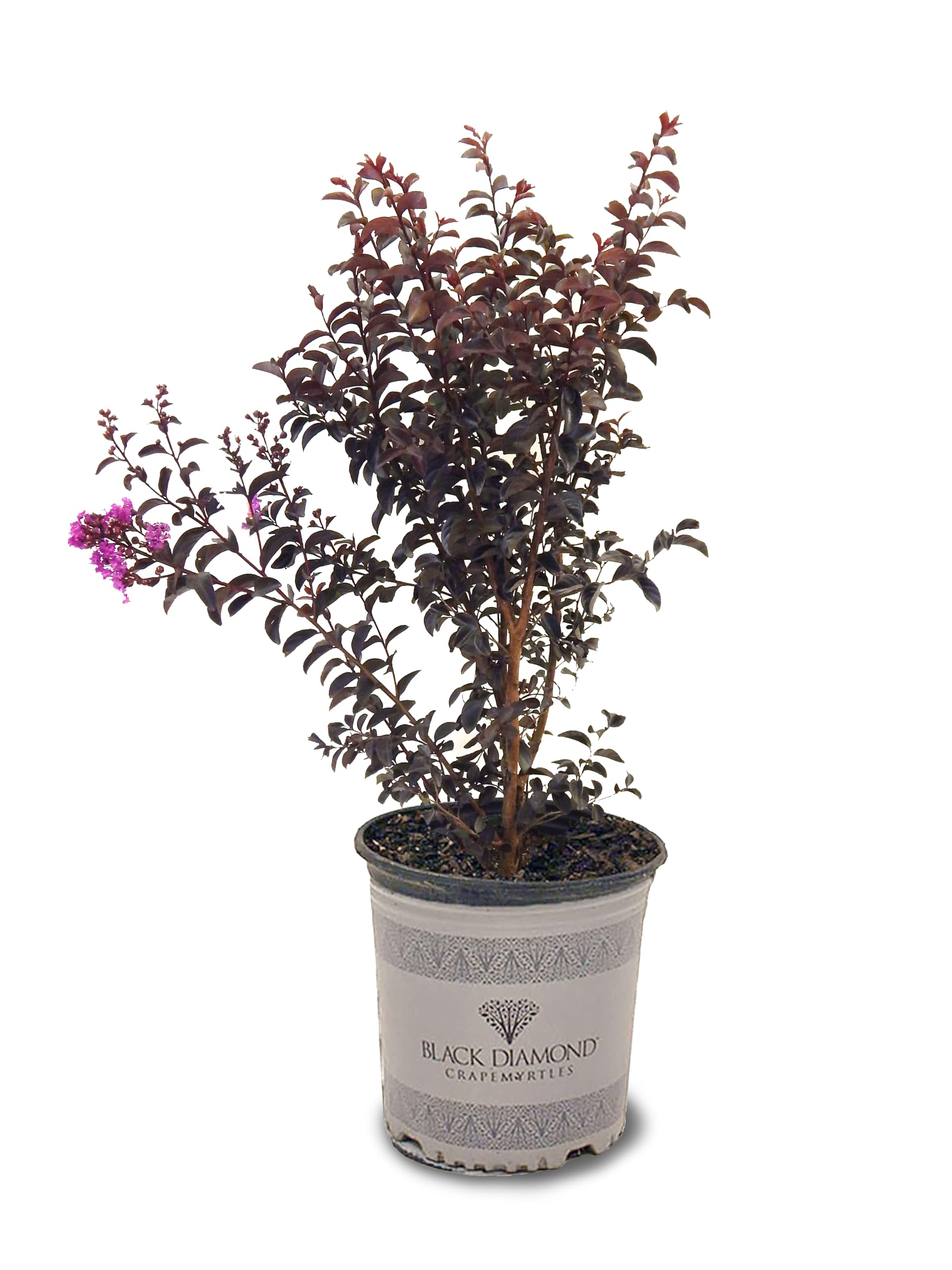 American Plant Exchange Black Diamond Purely Purple Crape Myrtle Tree Live, 3-Gallon Pot