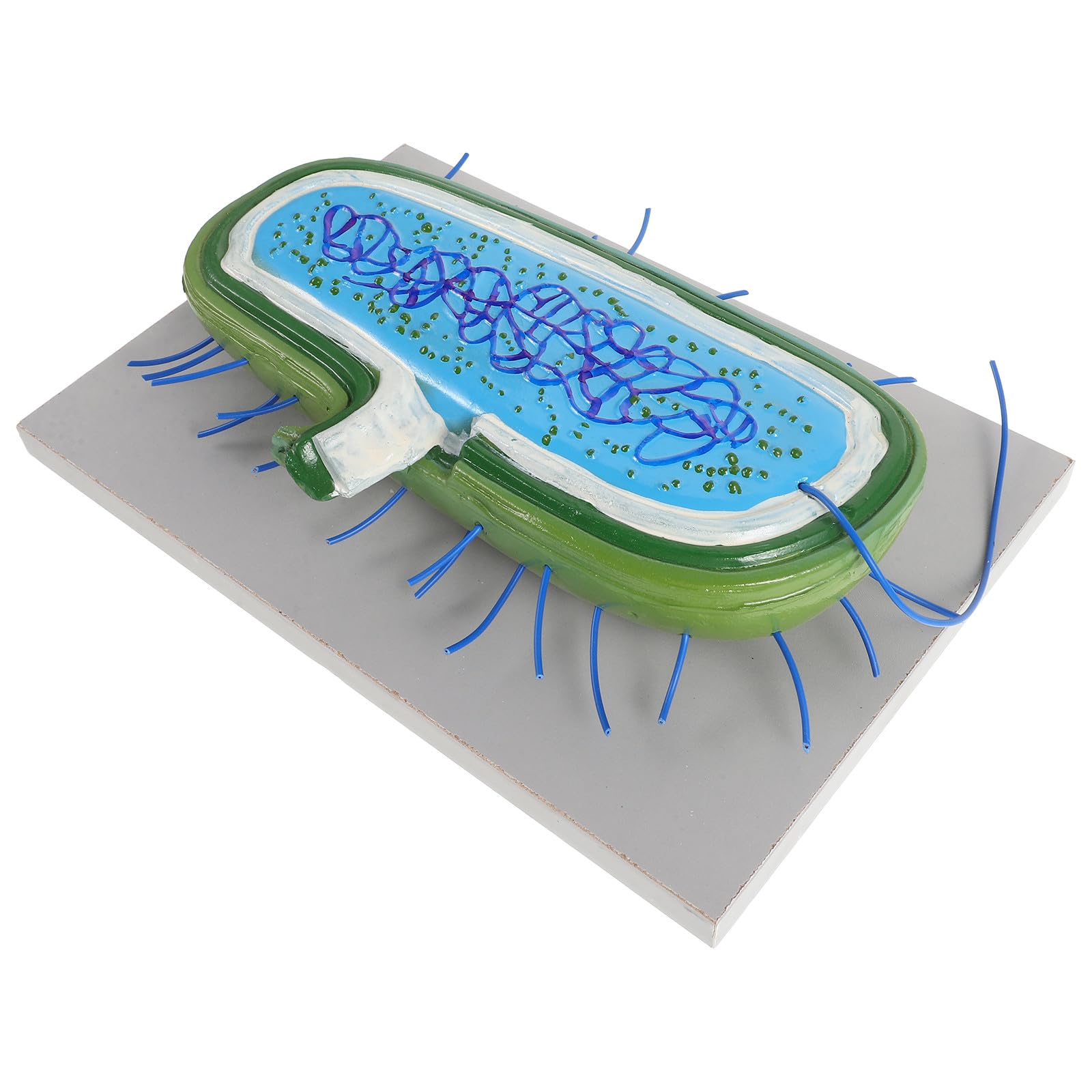 Alasum Anatomico di Cellule Microbiologiche in Pvc Struttura Realistica, Strumento Educativo per Insegnamento Biologico in Dimostrazioni e Laboratori Scolastici