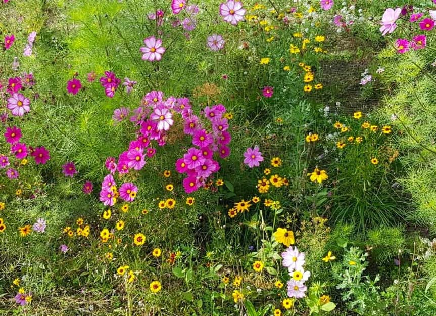 Miscela Di Semi Di Fiori Babyleave Deluxe 100 Gr Insalata - Foto 2