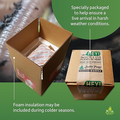 Miniatura 5 de Josh's Frogs Rastreadores nocturnosLombrices de tierra (Lumbricus terrestris, 12)