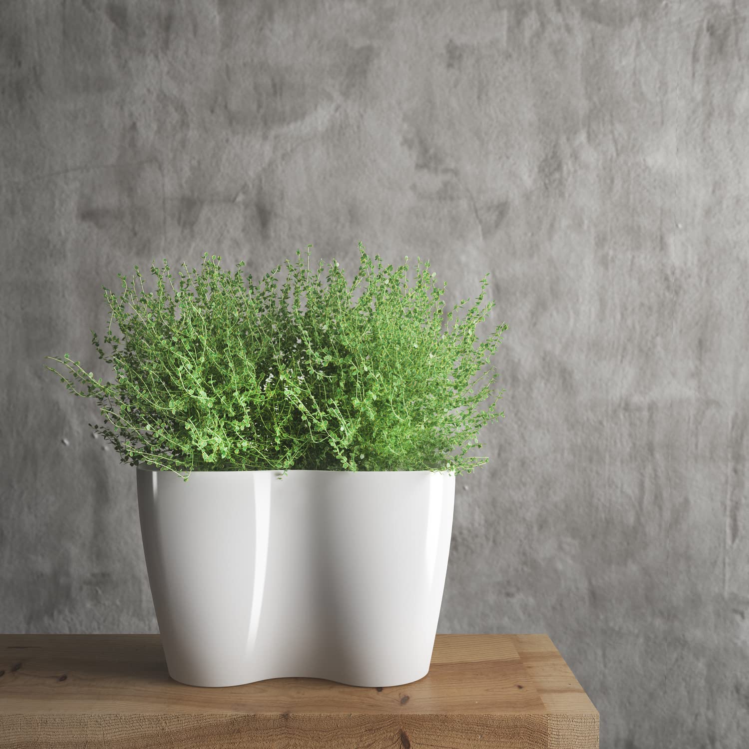 SPORTARC Orchideentopf Transparent – 160 Mm, Mit Luftlöchern, Für Besseres Wurzelwachstum