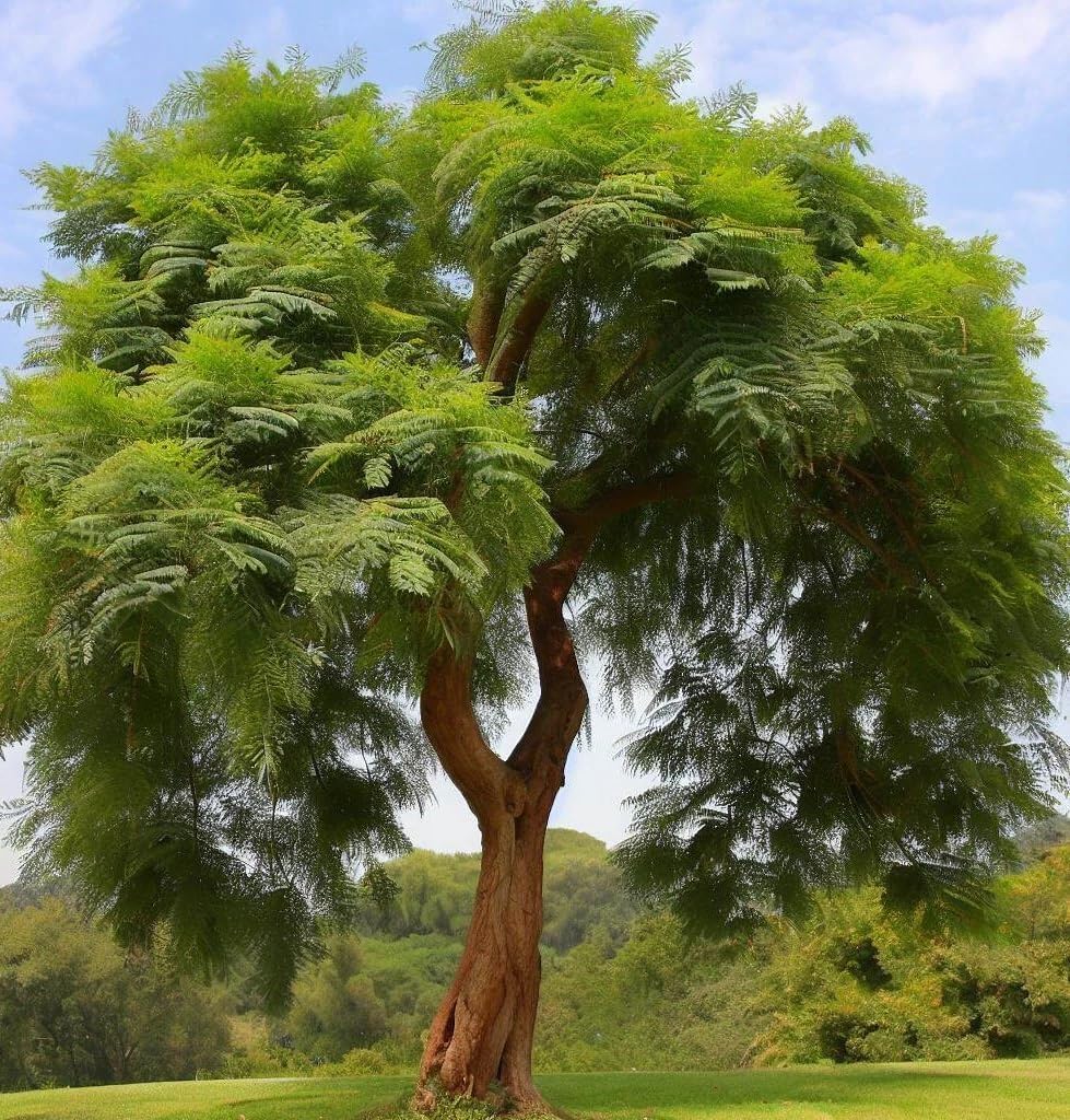 Schinus molle (Peruvian Peppertree, Pepper Tree) Tree Seeds, Aromatic Foliage, Yellowish-White Flowers, Seeds by MySeeds.Co, You Choose The Amount (0.5 oz)