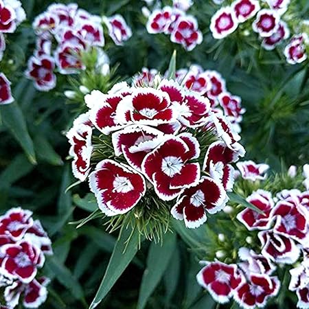 Kraft Seeds Sweet William Flower Ks Spl Mix Gmo-free Seeds