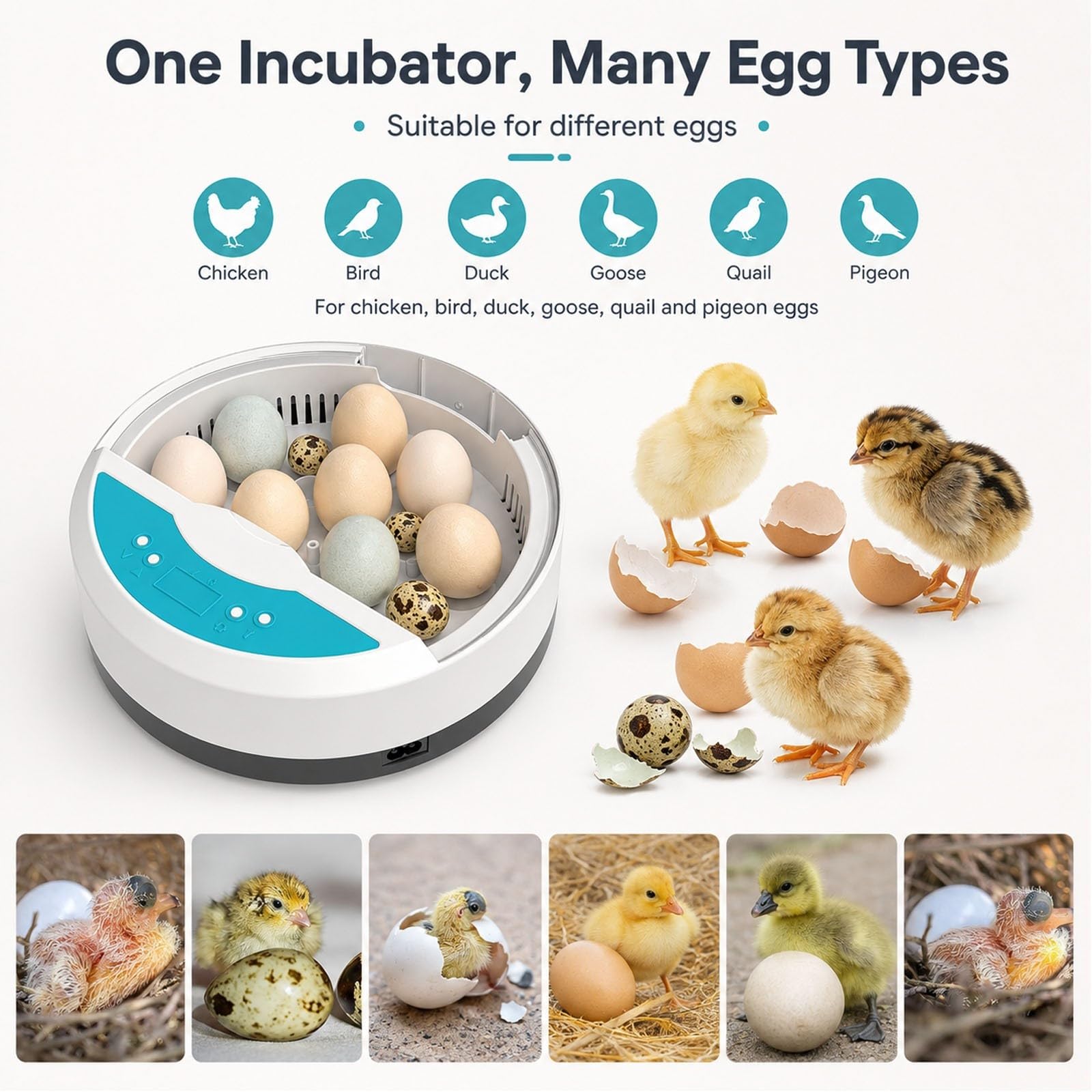 Incubatrice per 9 Uova con Controllo Automatico della Temperatura