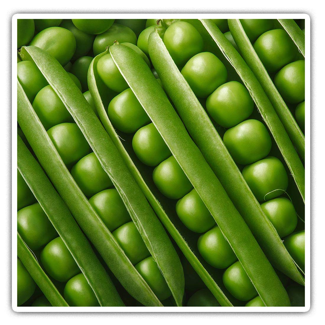 2 x Square 10cm Vinyl Stickers - Healthy Vegetable Peas in a Pod 16787
