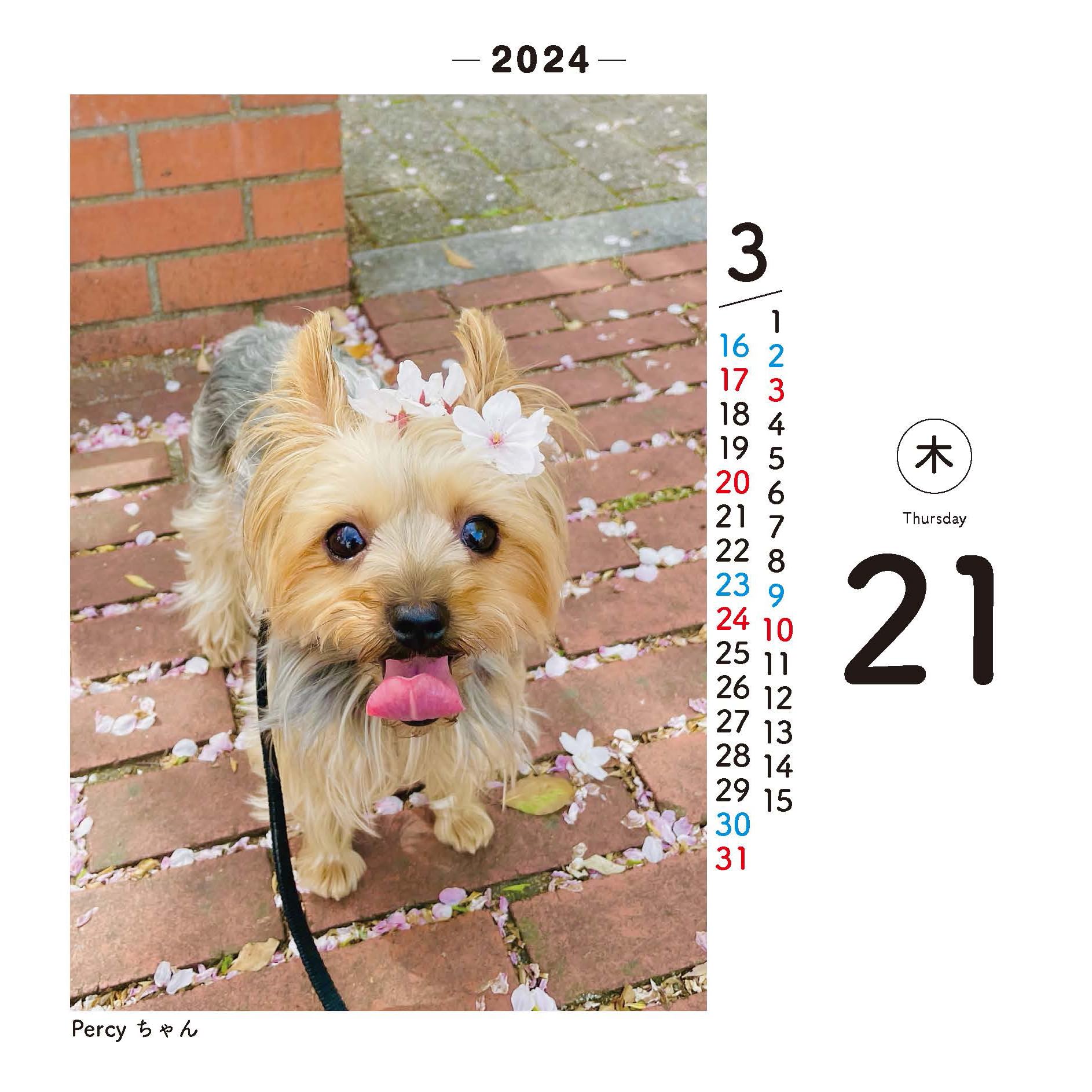 Amazon.co.jp: 日めくりワンコ！2024年(卓上日めくりカレンダー犬版